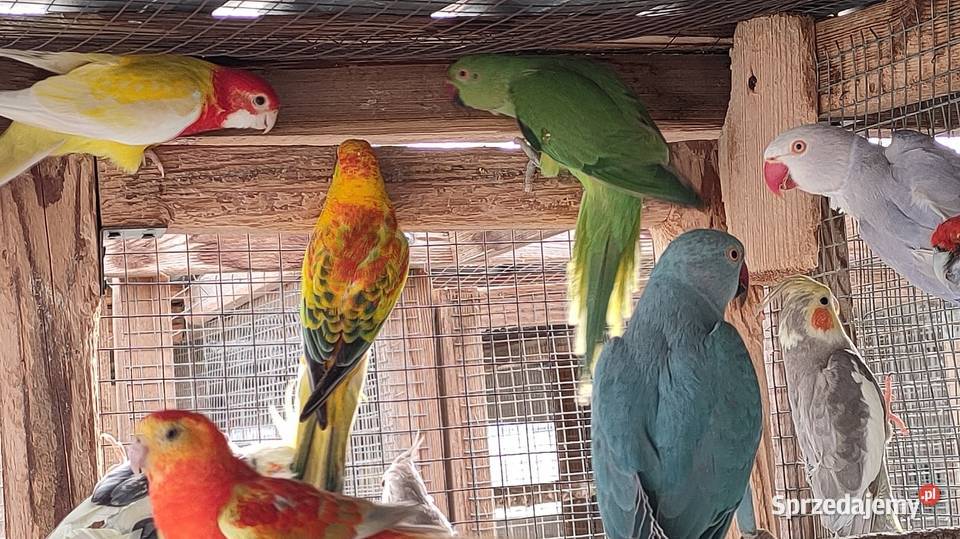 Aleksandretty i inne papugi mnichy sprzedam