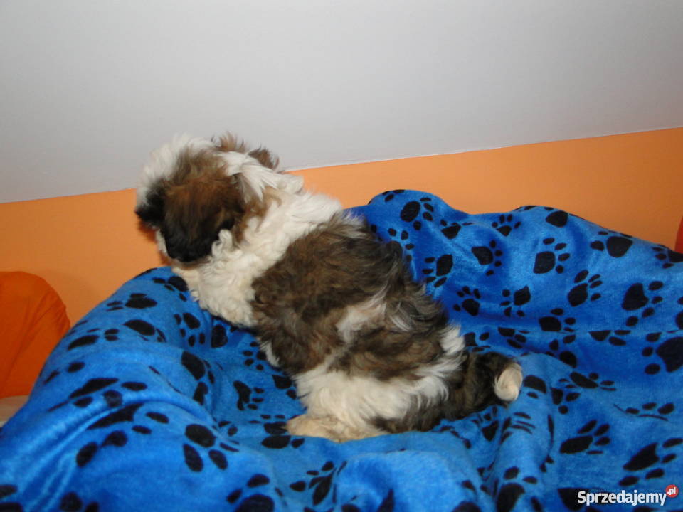 Piękne Pieski ShihTzu wyprawka szczeniaczka Częstochowa