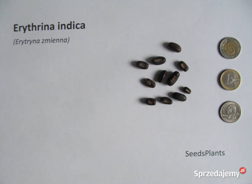 ERYTRYNA ZMIENNA Erythrina indica NASIONA 100 Lubanie