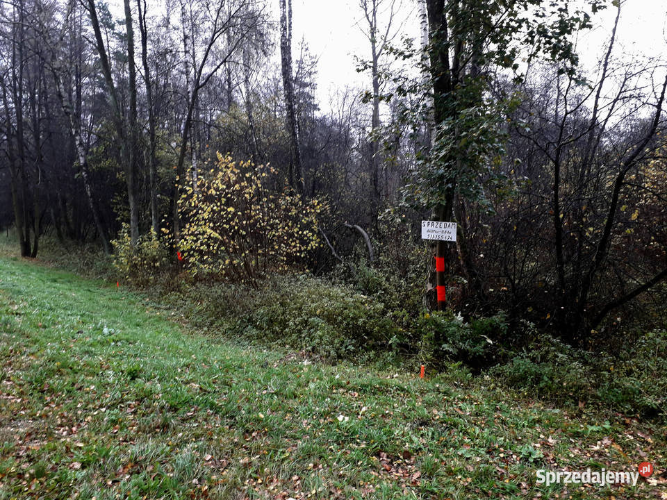 Działka Leśna Las 051 ha Kramkowo podlaskie