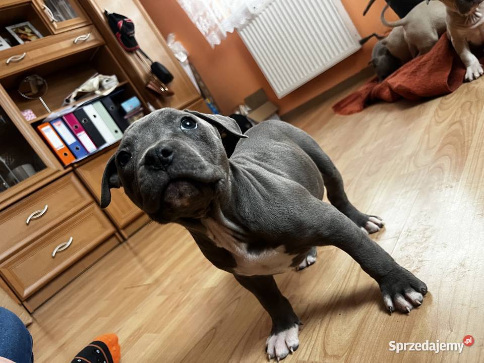 Sprzedam Amstaff Jastków