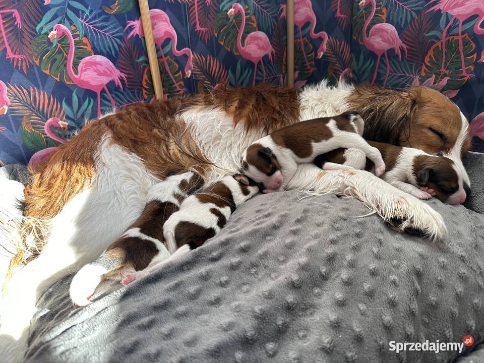 Płochacz holenderski Netherlandse Kooikerhondje Warszawa sprzedam