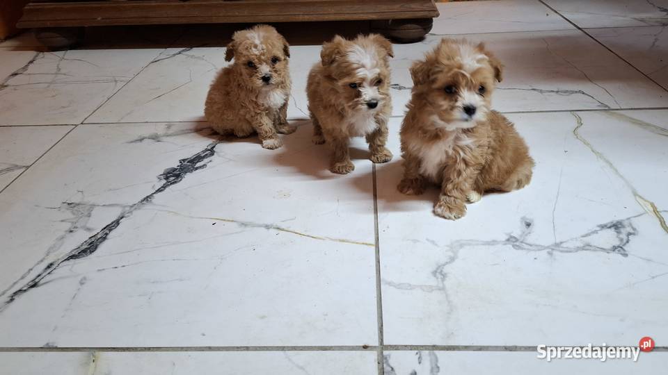 Maltipoo z metryką Ełk