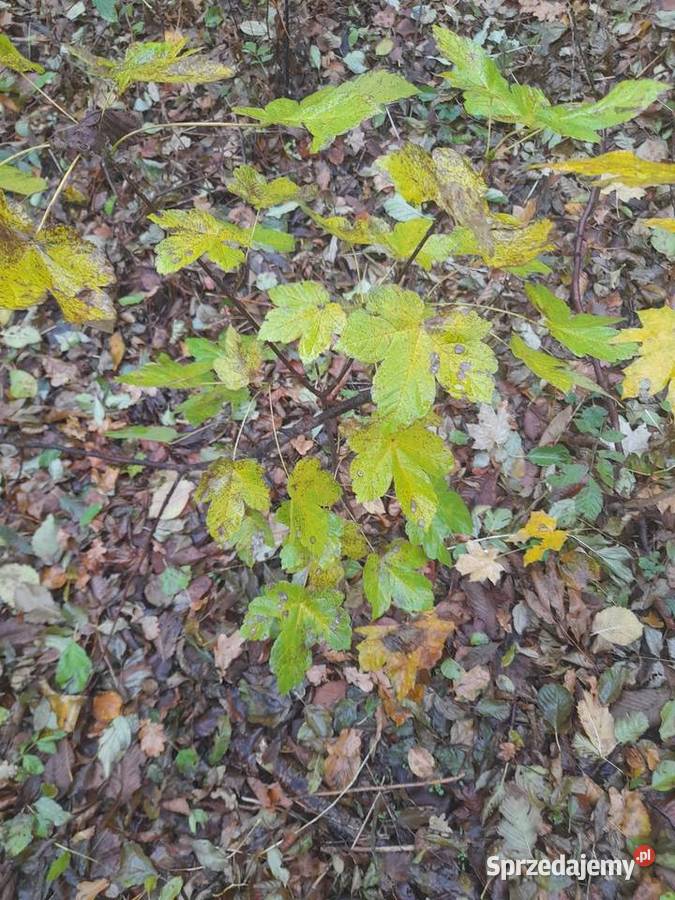 Sadzonki sosny dąb Konin