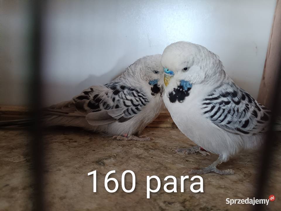 Papugi faliste teksasy tęczowe helikopter Lubliniec