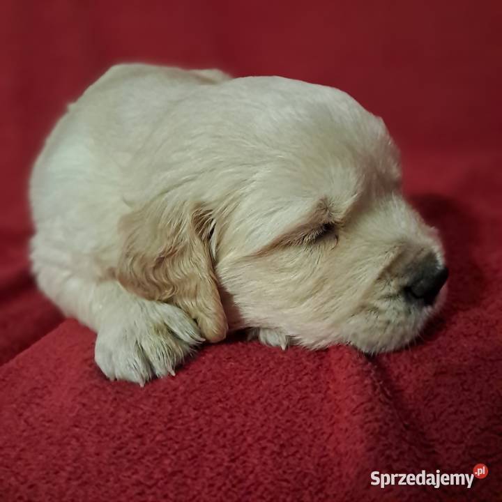 Golden Retriever piesek Wrocław