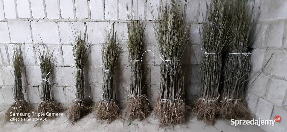 Podkładki generatywne Bychawa