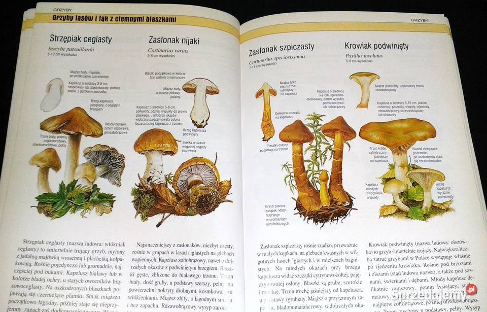 Rośliny i zwierzęta cz 234 Artur Hanc Chełm