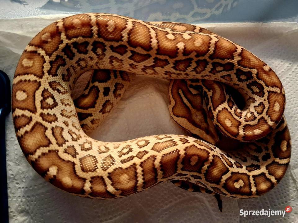 Młode Pytony birmańskie Python bivittatus Katowice