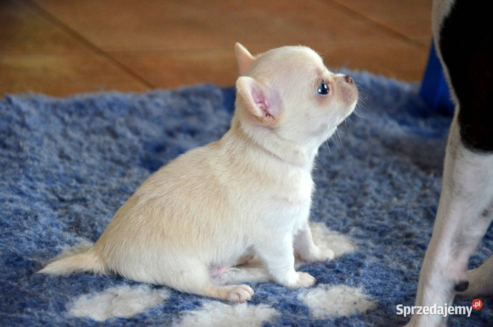BING malutki piesek chihuahua krótkowłosy Rzeniszów