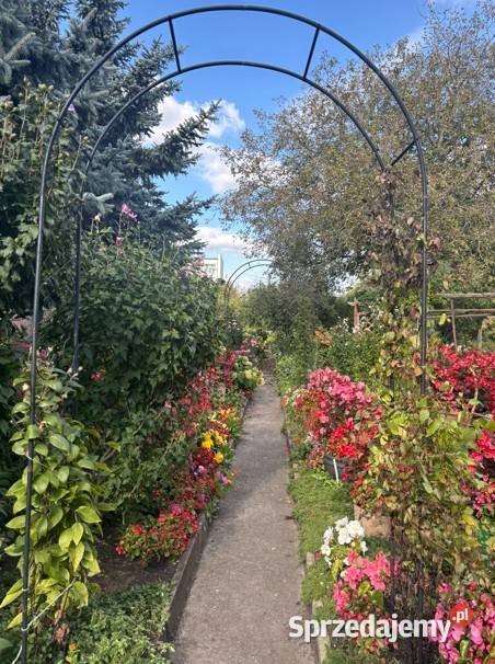 Dom z ogrodem 1 469 m w centrum Ostrowi Ostrów Mazowiecka sprzedam