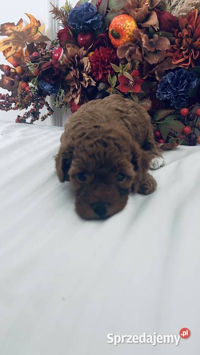 Urocze Maltipoo Czudec sprzedam