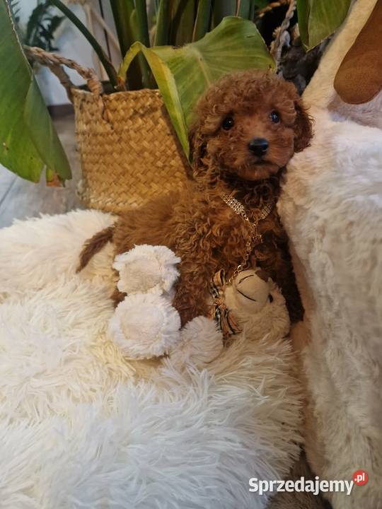 Pudel toy chlopczyk badania genetyczne Psy Nowy Sącz sprzedam