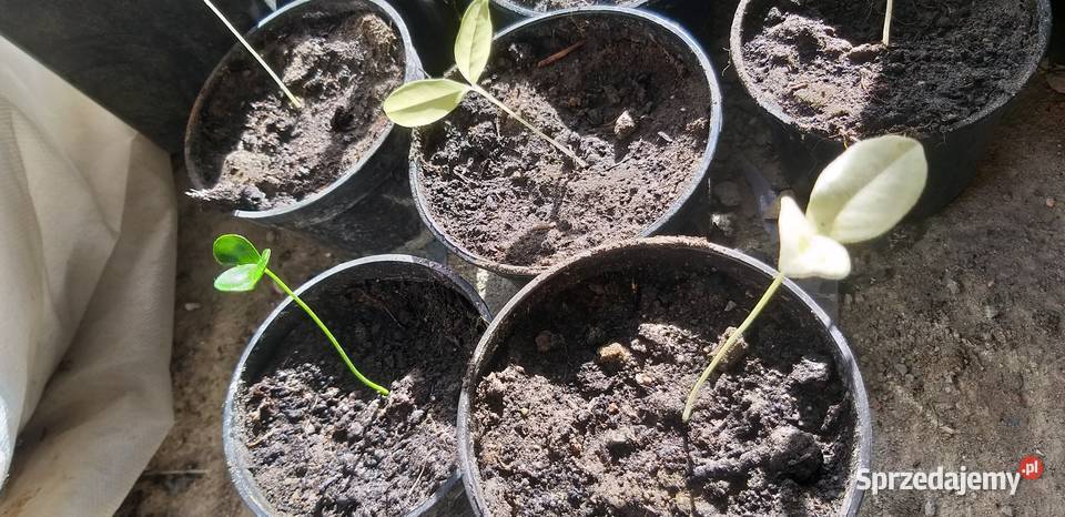 Kumguat Nagami Variagate Owocowe Gardno