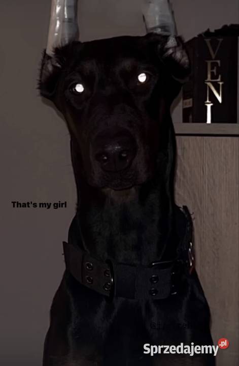 Dobermanka 2 lata prawie Toruń