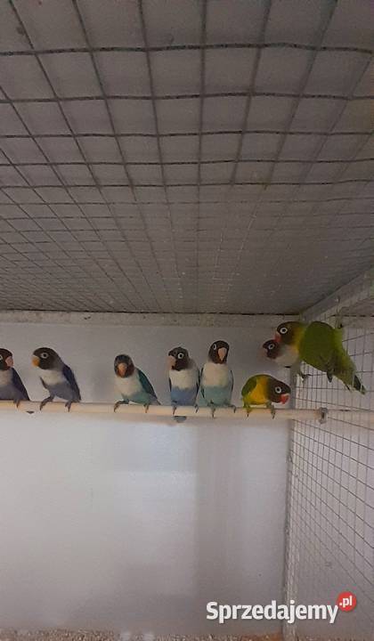 Młode nierozłączki czarnogłówki Ostrów Wielkopolski