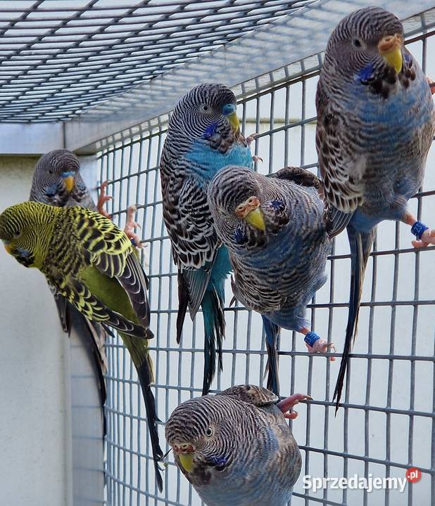 papużka falista blackface łatwo się oswaja może
