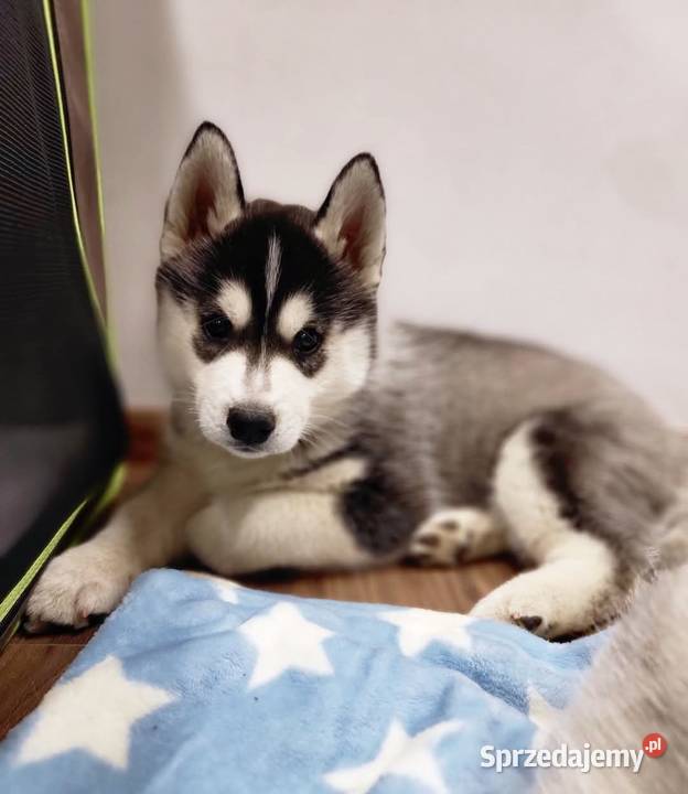 Szczeniak Siberian Husky piesek piesek zkwp fci podkarpackie sprzedam