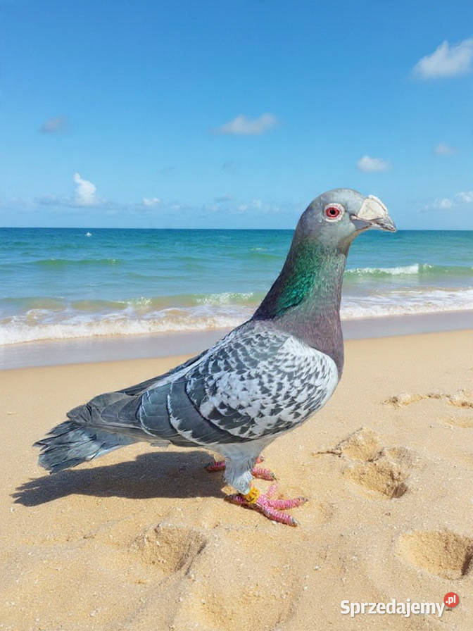 Gołębie Staropolskie i pocztowe Nowy Sącz sprzedam