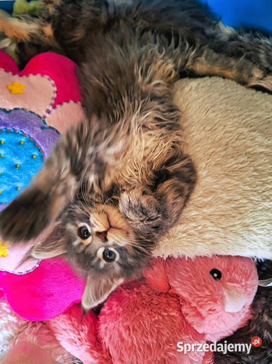 KOTY MAINE COON HODOWLANE