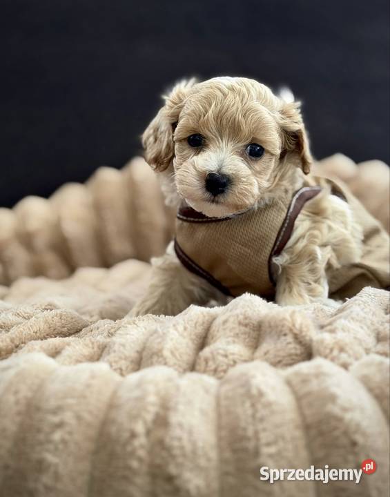 Maltipoo piękny chłopiec Maltańczyk Wadowice