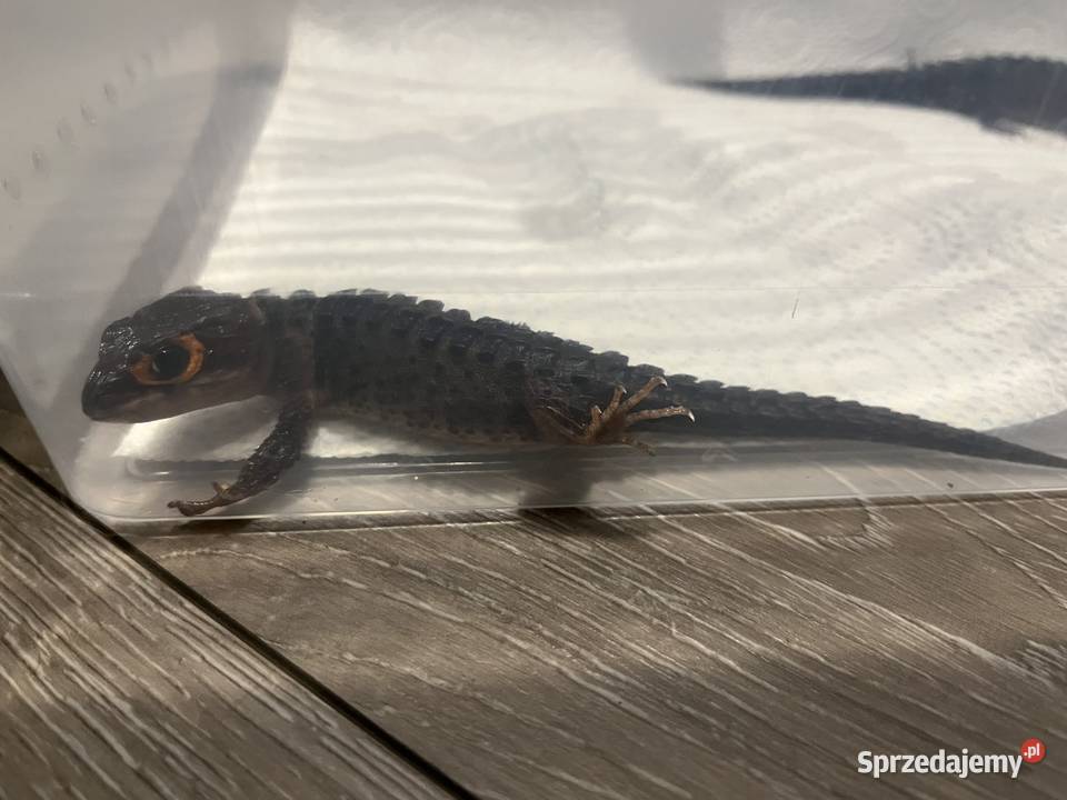Para scynków krokodylowych Tribolonotus gracilis Zwierzęta Rybnik