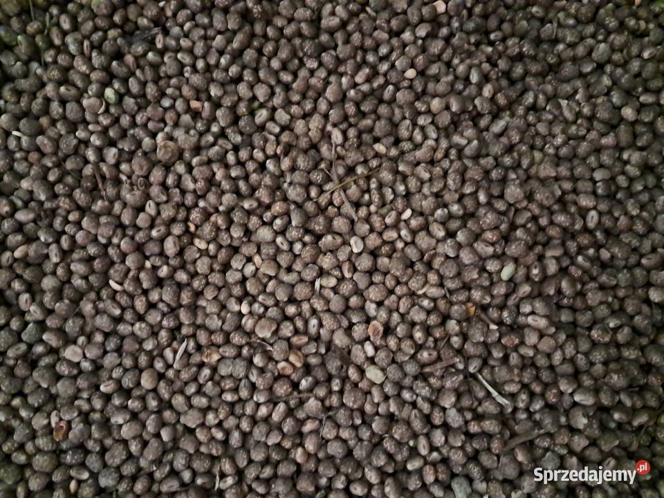 Łubin wąskolistny zbiór 2025 lubelskie Bukowina