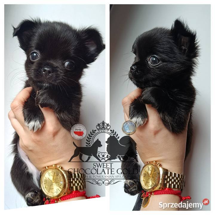 Chihuahua piesek długowłosy czarny rodowód Bełchatów