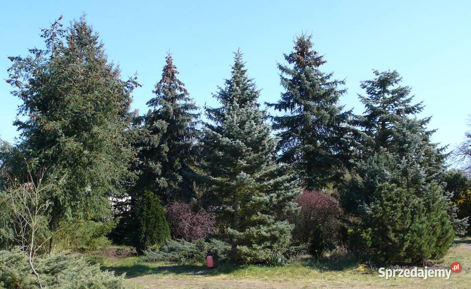 Choinki świerk jodłaGłębocko 20 gm Murowana Głębocko