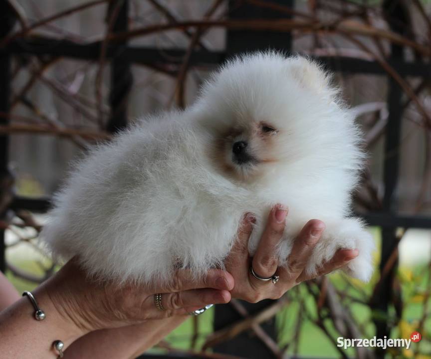 Pomeranian biały piesek XS FCI łódzkie Łódź
