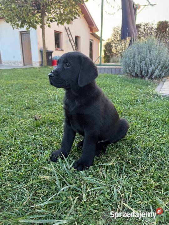 pieski Labrador czekoladowy i czarny Tarnów
