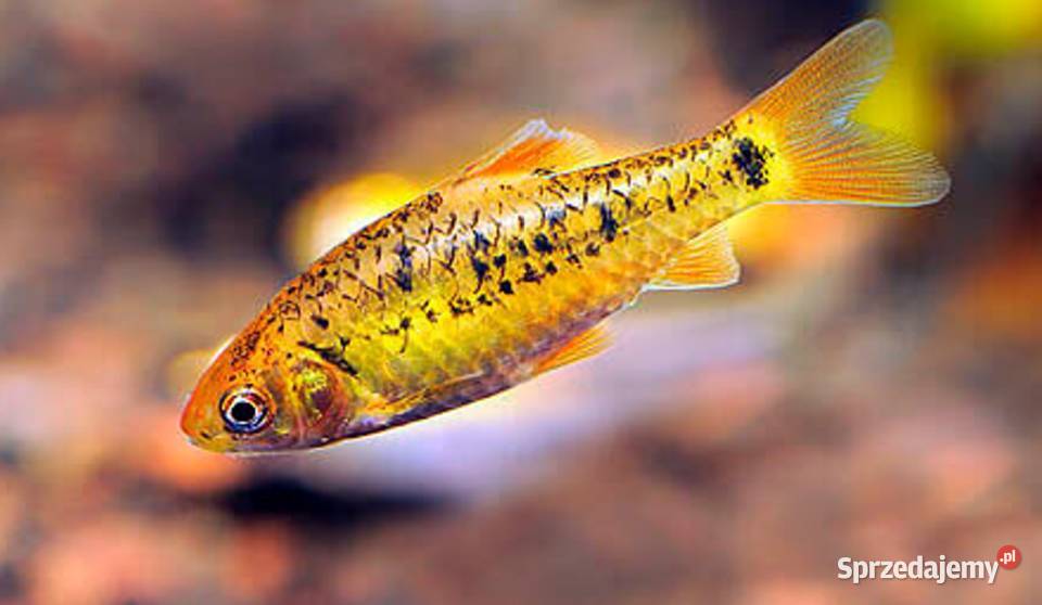 Brzanka brokatowa Brzanka Schuberta Brzanka pomorskie Gdańsk sprzedam