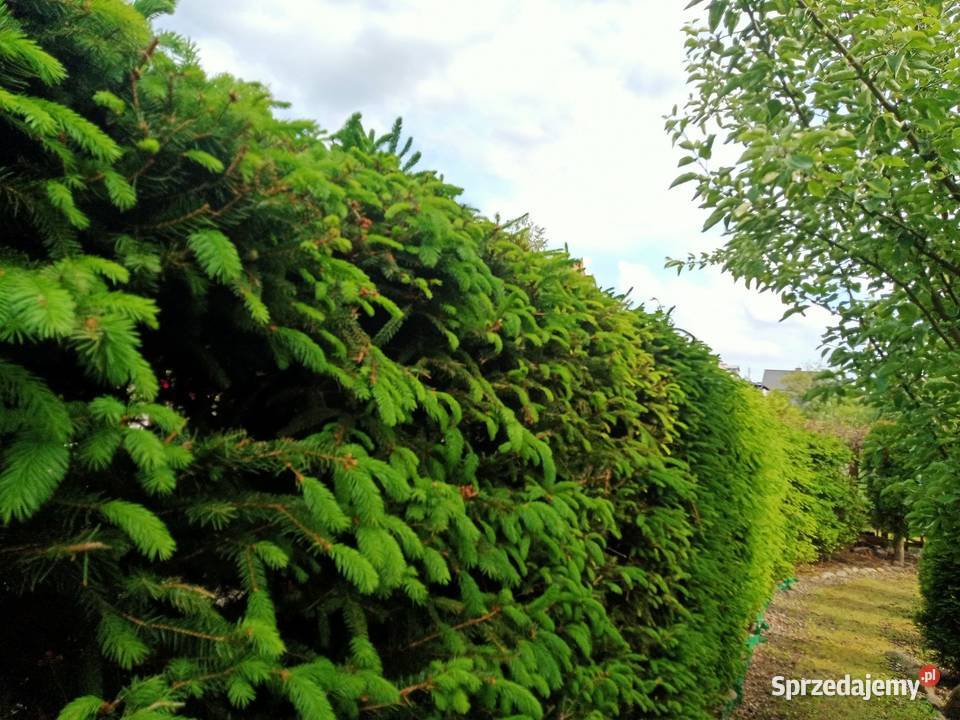 Ogródek działkowy działka rod 92zł/m2 Miłosław