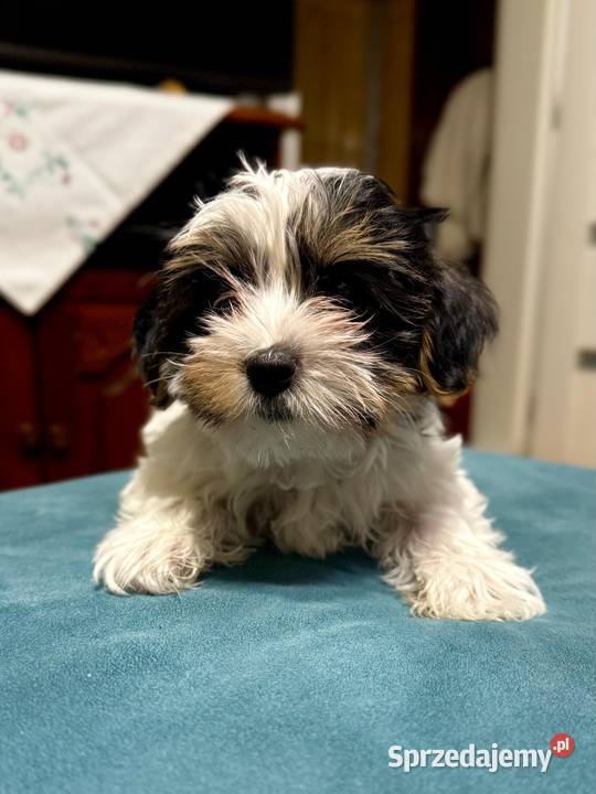 York terrier biewer Sieradz