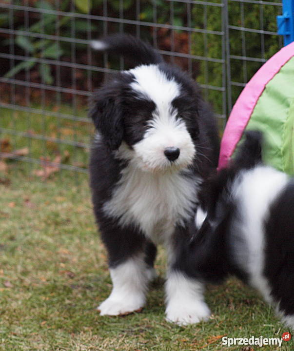 Szczenięta Bearded Collie