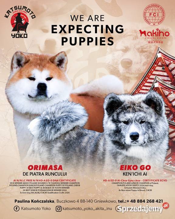 Akita Inu FCI szczenie Buczkowo
