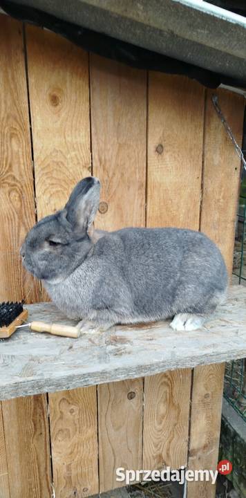 Królik wiedeński niebiesko szary samiec Hyżne