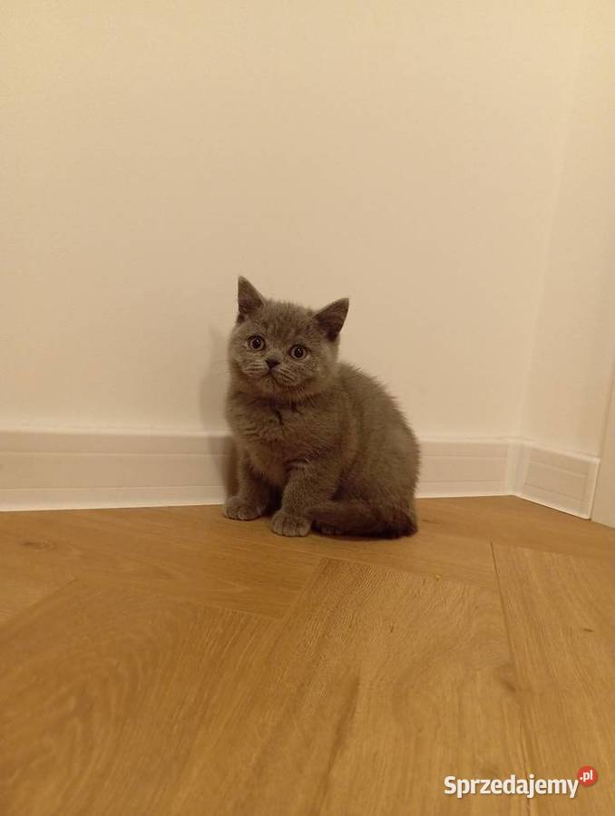 Kotkotek brytyjska niebieską Wzdół Rządowy sprzedam