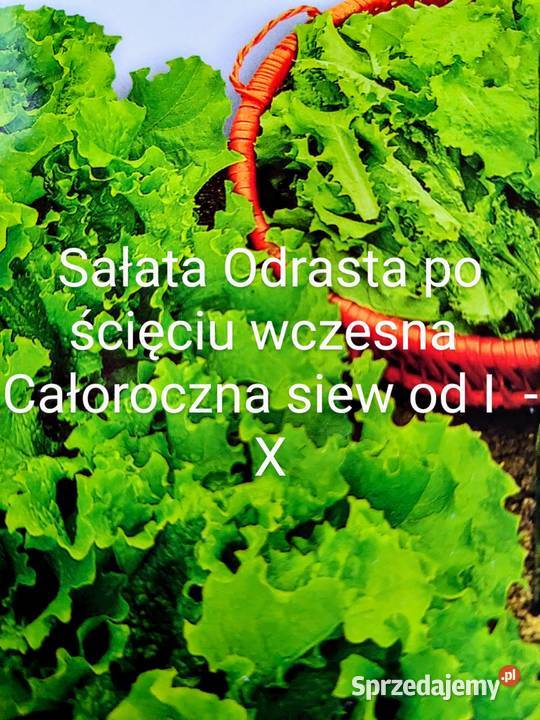 Ogórek sałatkowy długi nasiona wschodnie Kraków