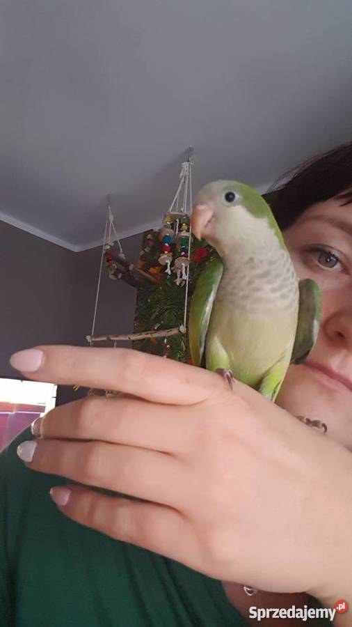 Mnicha nizinna ręcznie karmiona Witoszyn