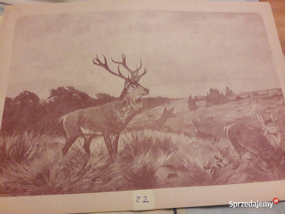 STARY OBRAZ Lata 1950 Jeleń na rykowisku 2 x Warszawa