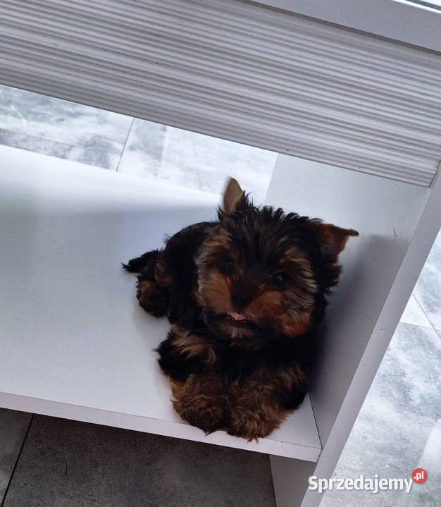 Śliczny piesek yorkshire terrier York Brzeg Dolny