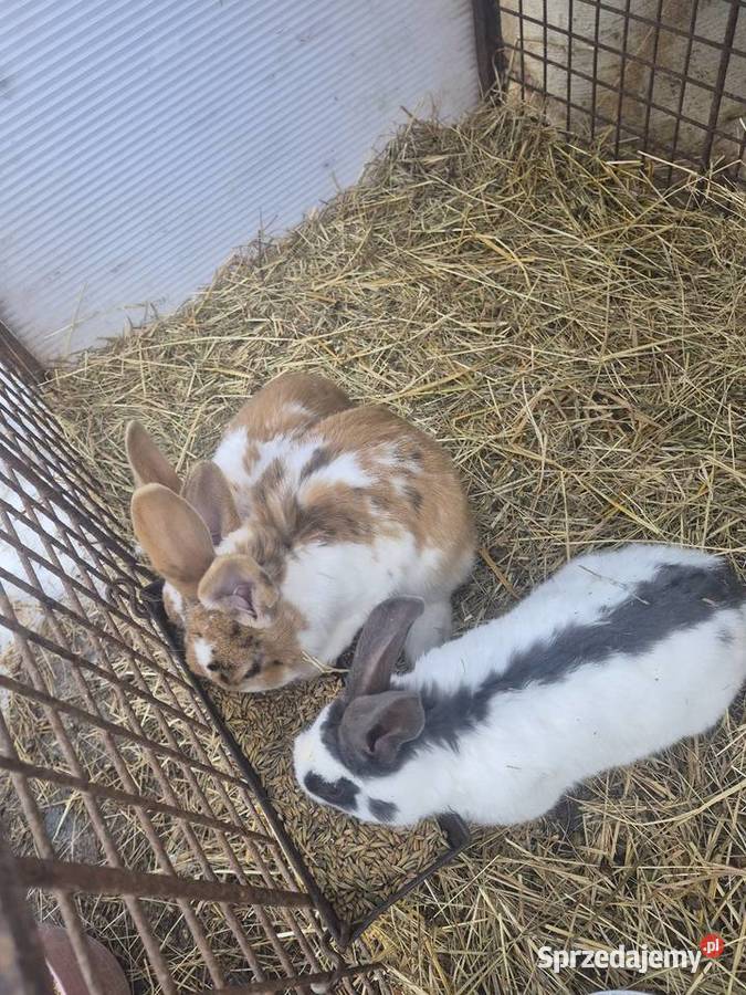 Króliki mieszańce Dylągowa