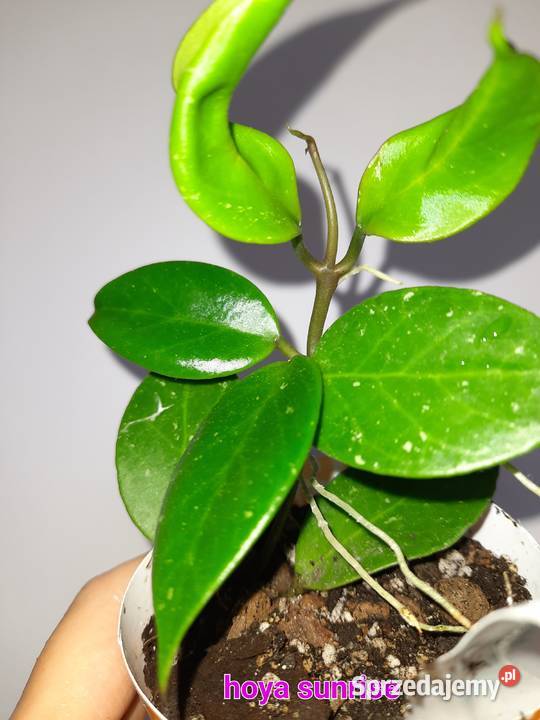 Hoya sunrise Kwitnące Warszawa