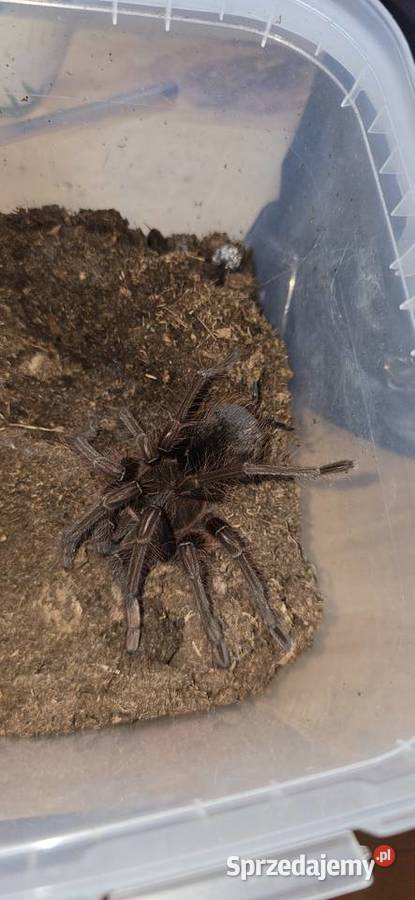 Theraphosa apophysis 5DC samica