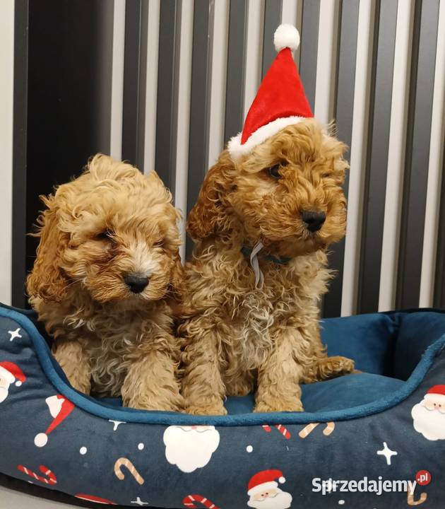 Cockapoo F1 Cocker Spaniel Pudel Miniaturowy Cocker Spaniel Radom