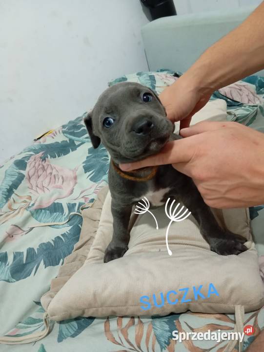 American Staffordshiere Terrier wielkopolskie Poznań