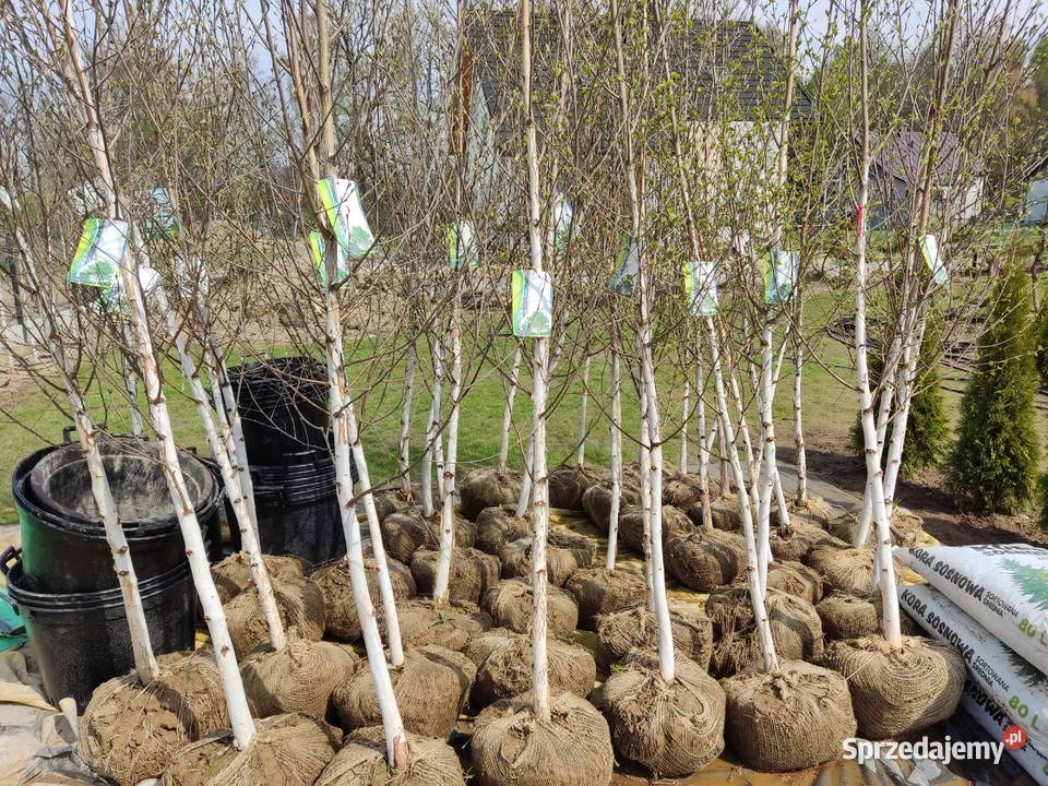 Brzoza doorenbos szkółkanajbielsza kora Kraków Rośliny małopolskie