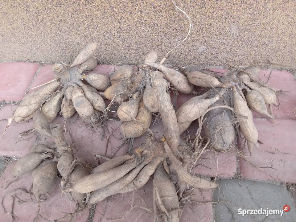 Dalie wysokie karpy bulwy sadzonki Przyszów