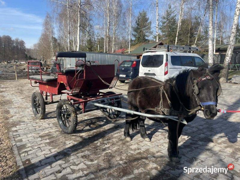 Kucyk 4 lata paszport Andrespol sprzedam
